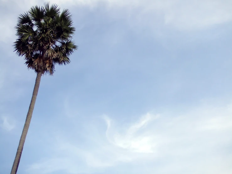 an airplane flying low over a palm tree on a clear day