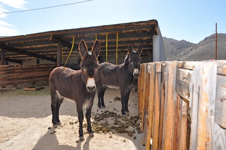 two donkeys standing next to each other outside