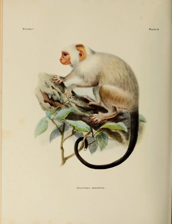 a monkey on a tree nch with a vine around its neck