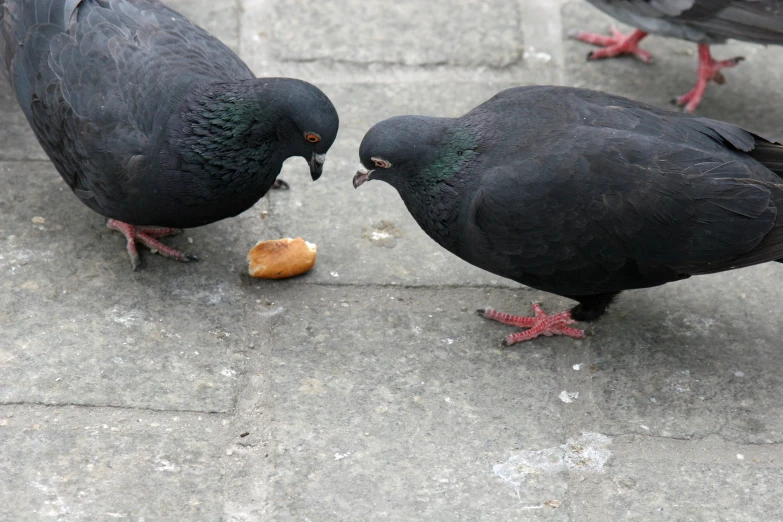 two pigeons are eating nuts on concrete ground