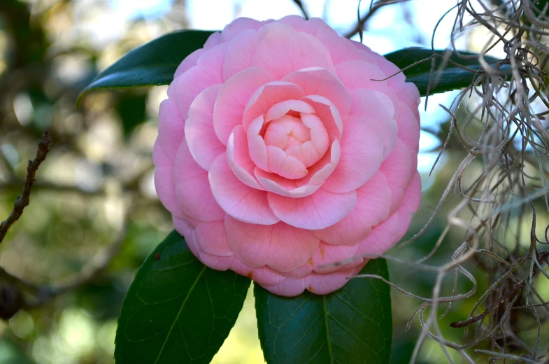 a light pink flower with leaves and nches