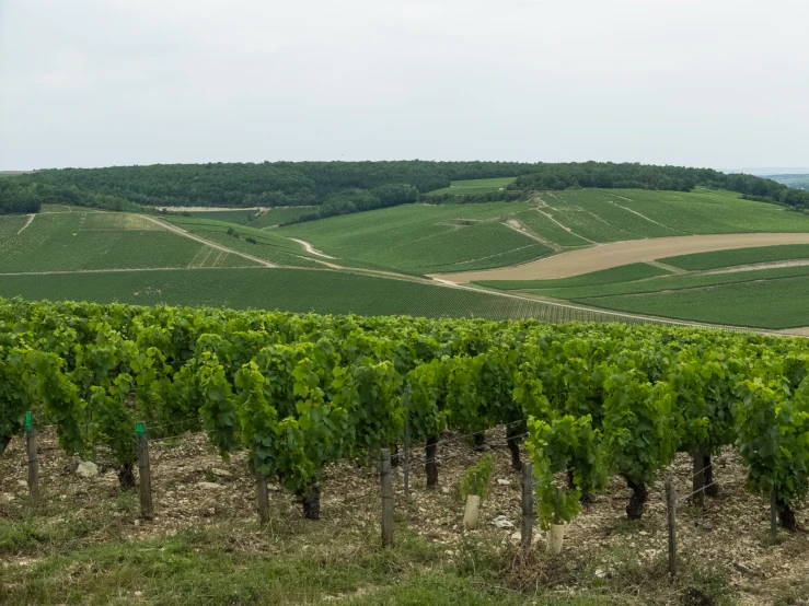 a green, tree lined vineyard overlooking a rolling hills