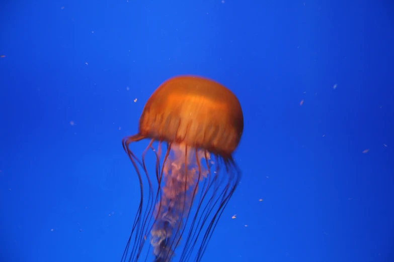 an orange jellyfish floating on blue water