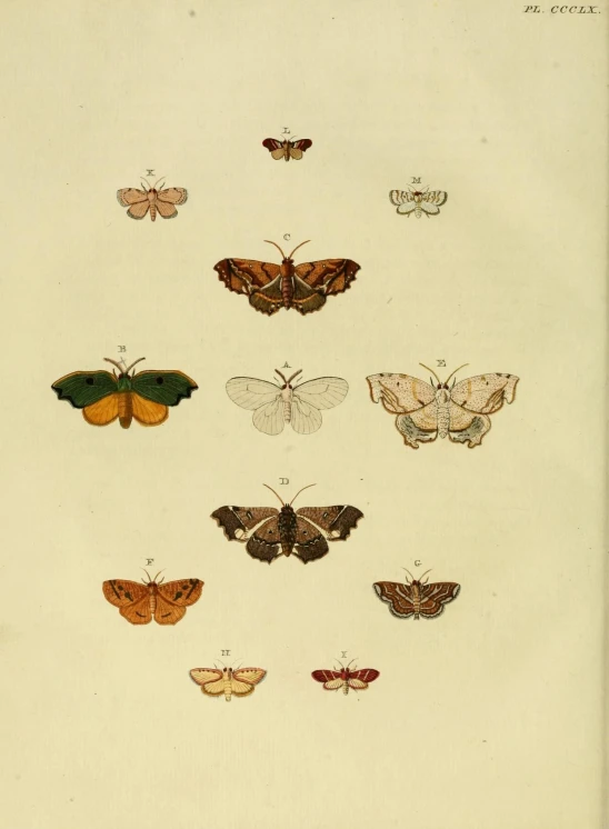 a large number of erfly illustration displayed on a white background
