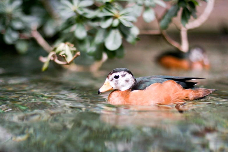 a duck is swimming on the water next to trees