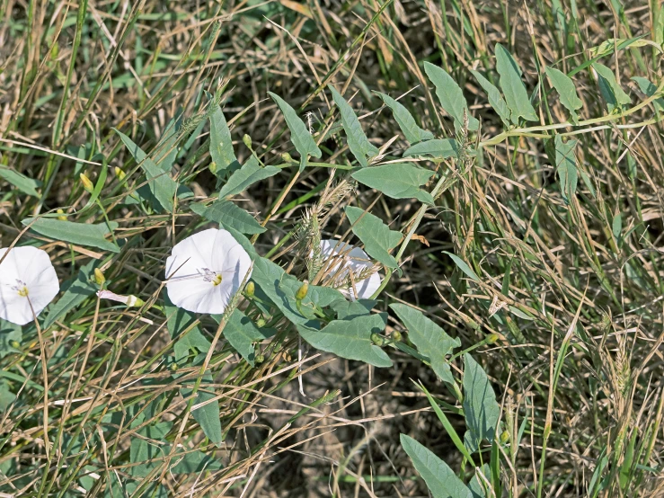 two white flowers that are on some grass