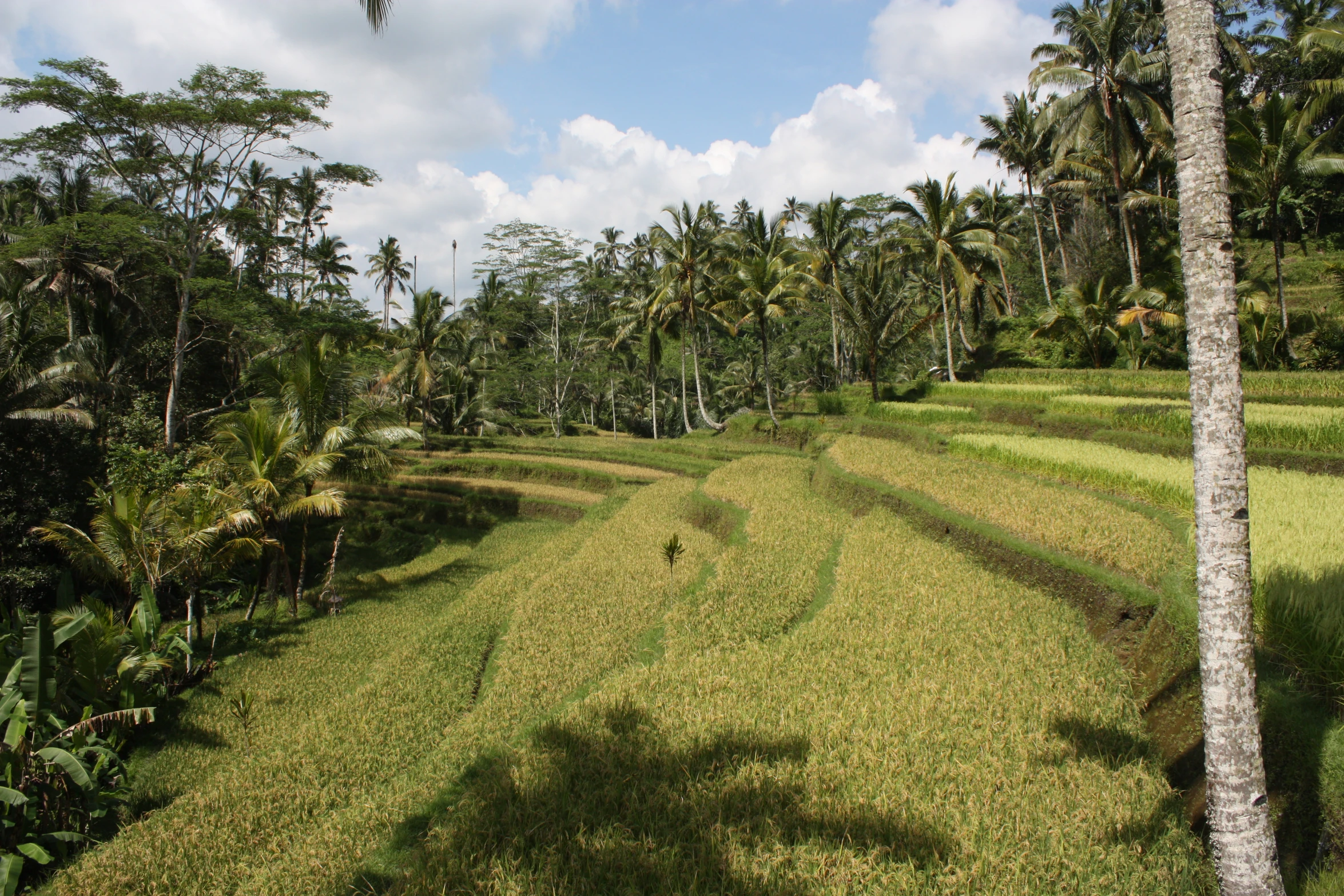 the ground in front of palm trees is covered in grass