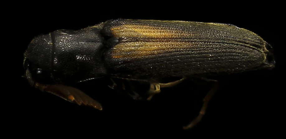 close up of a beetle on a black background