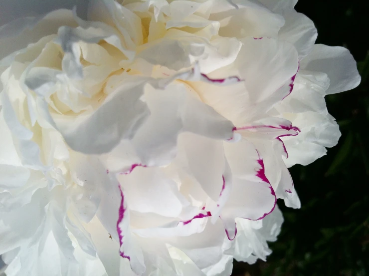 a big pretty white flower with purple accents