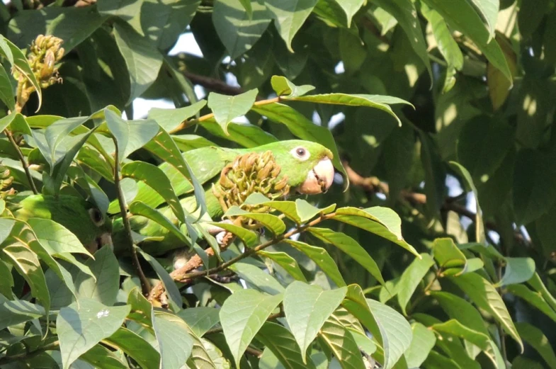 a green parrot is perched on the tree nch