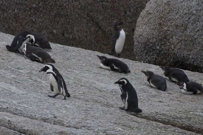 penguins sitting and standing on the rocks and rocks