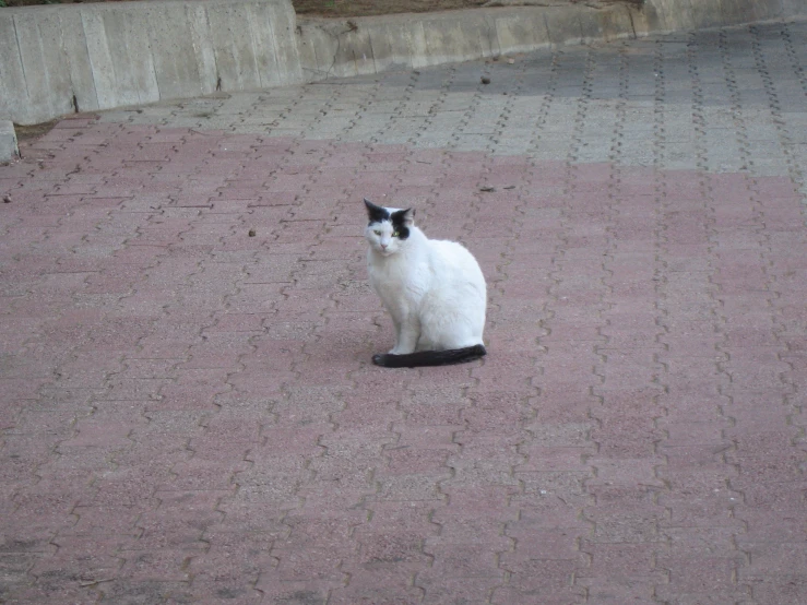 a white cat standing on a concrete road