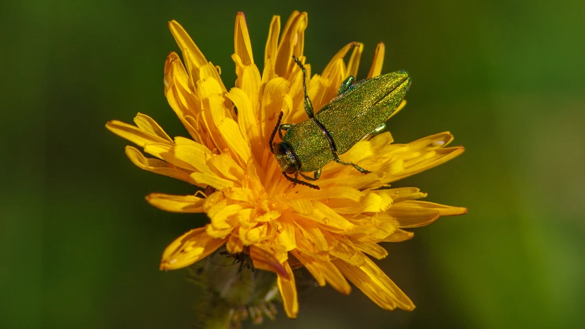 the yellow flower has two small bug bugs on it