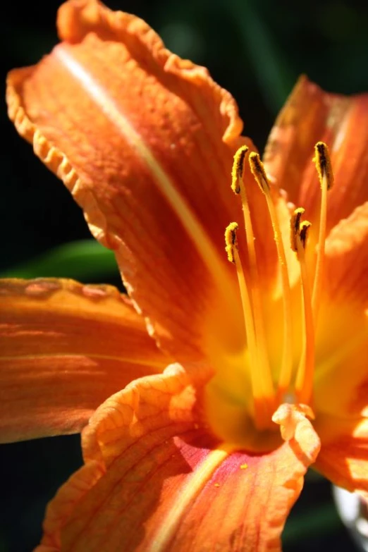 orange flowers have bright stripes on them and some of them have dew