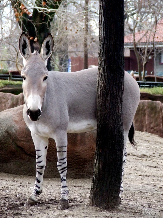 a ze standing in front of a tree in a zoo enclosure