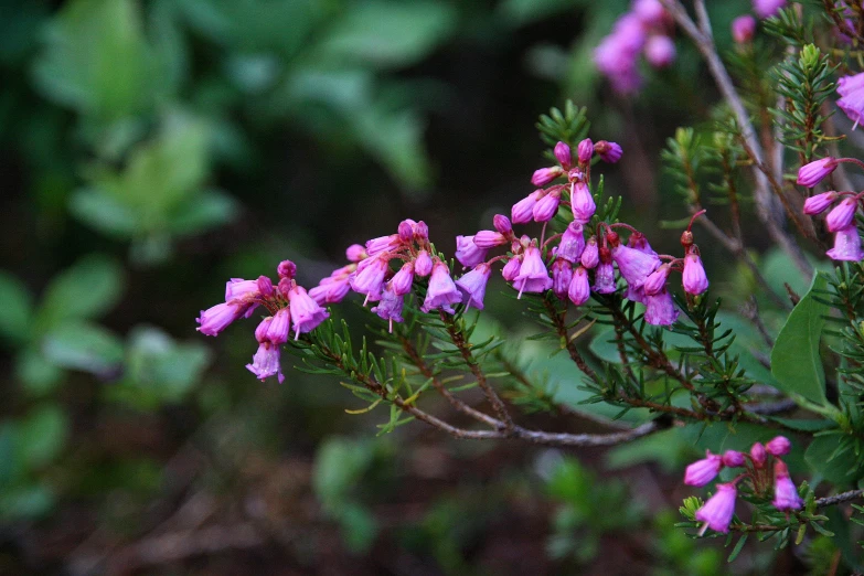 some very pretty purple flowers near some green leaves