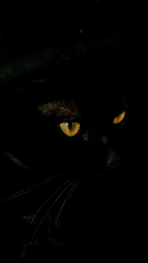a black cat with yellow eyes stares into the distance