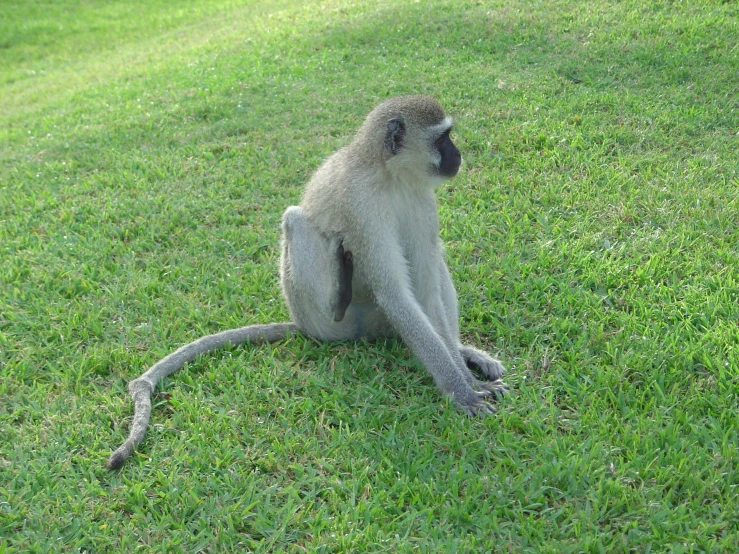 a monkey is sitting on the ground looking around