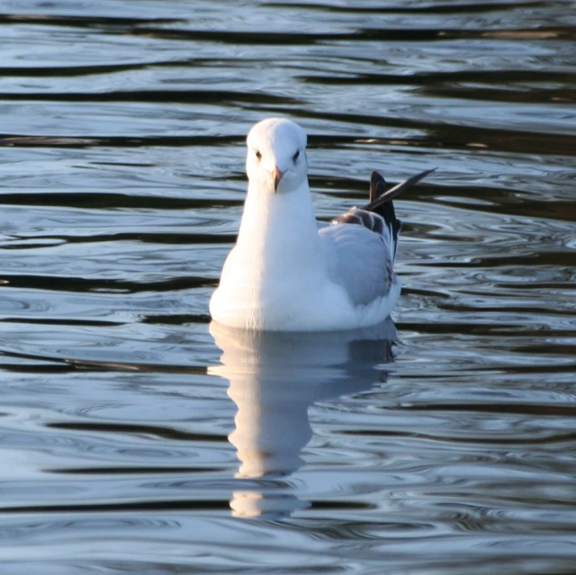 a white and black duck floating in some water