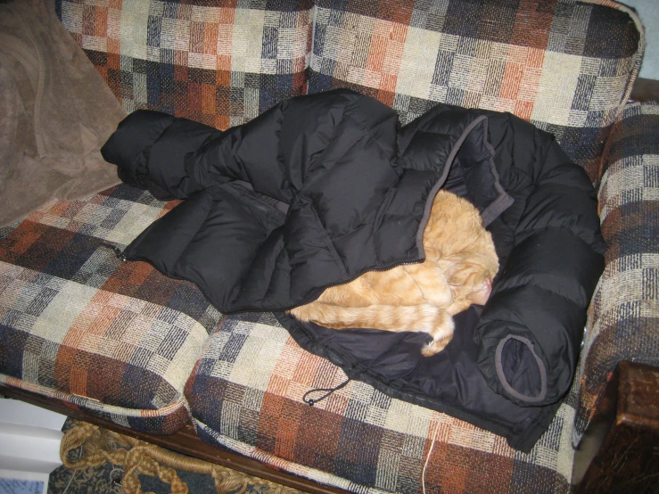 an orange cat sleeps in a black coat on a checkered couch
