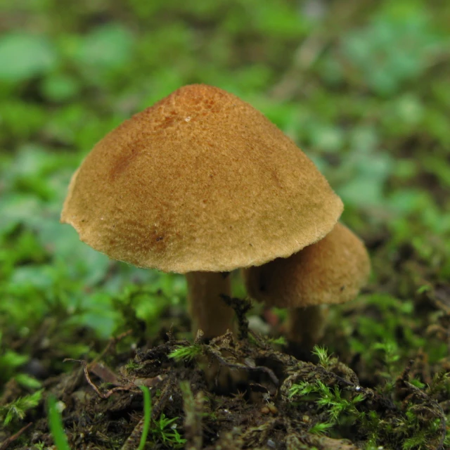 there is a brown mushroom on the ground