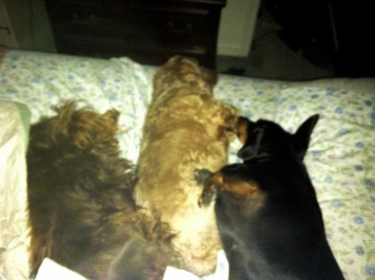 three dogs laying on a bed with the sun shining on them