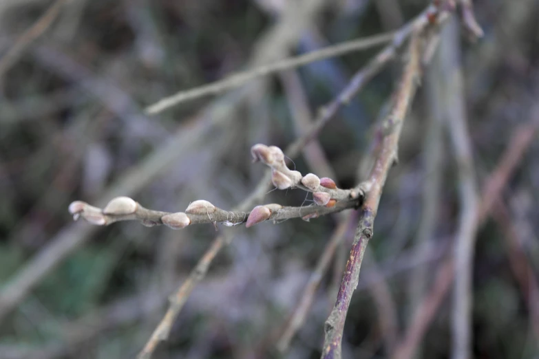 a close up s of a nch with small leaves