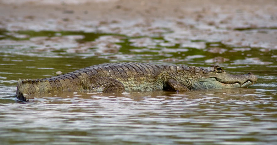 an alligator is standing in shallow water with its mouth open