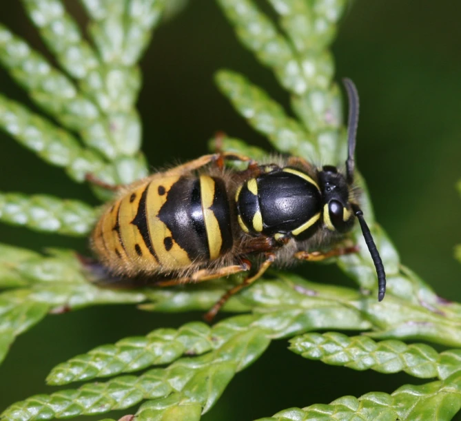 a large black and yellow hornet sits on a plant