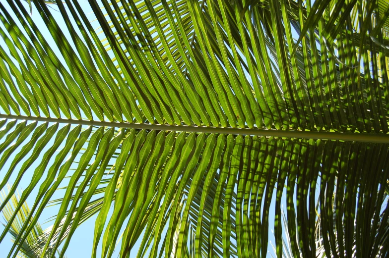 large green palm leaves against the sky