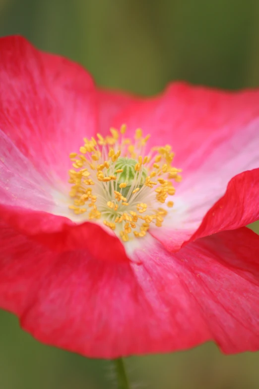 a flower that is inside of the center