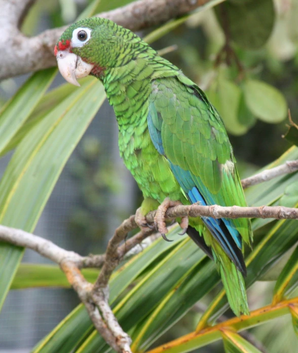 green parrot perched on tree nch looking around