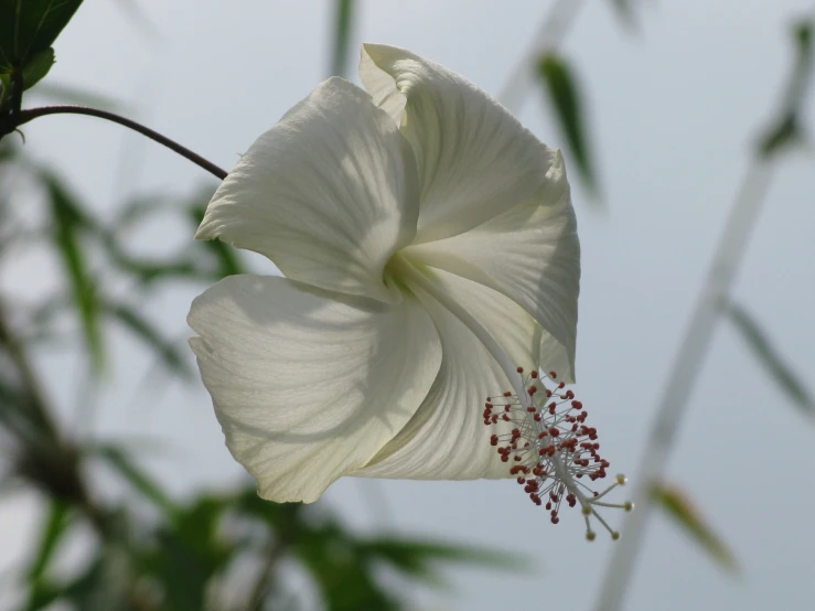 a white flower blooming on top of a tree