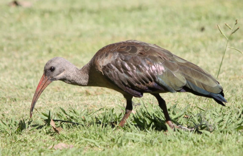 a bird with an open beak walks through a grassy area