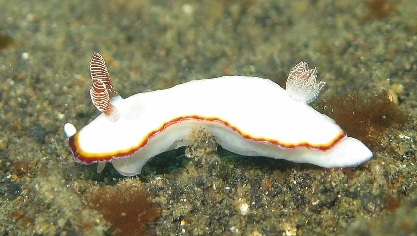 a white object with orange and yellow lines