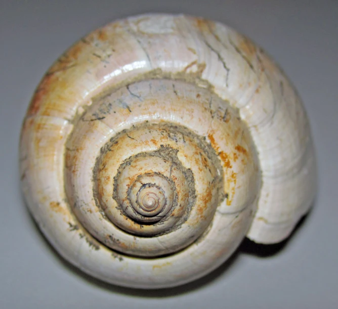 there is a shell with a small spiral in it