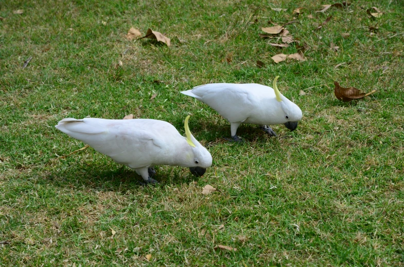 two white birds standing on green grass in a field