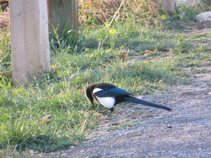 a bird walking across a patch of grass near a wooden fence