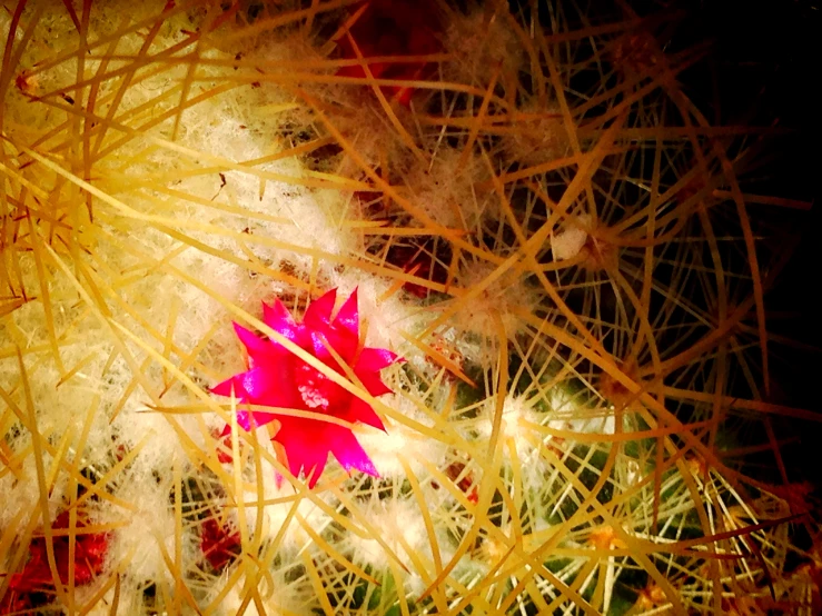 a red flower is in a thick green plant