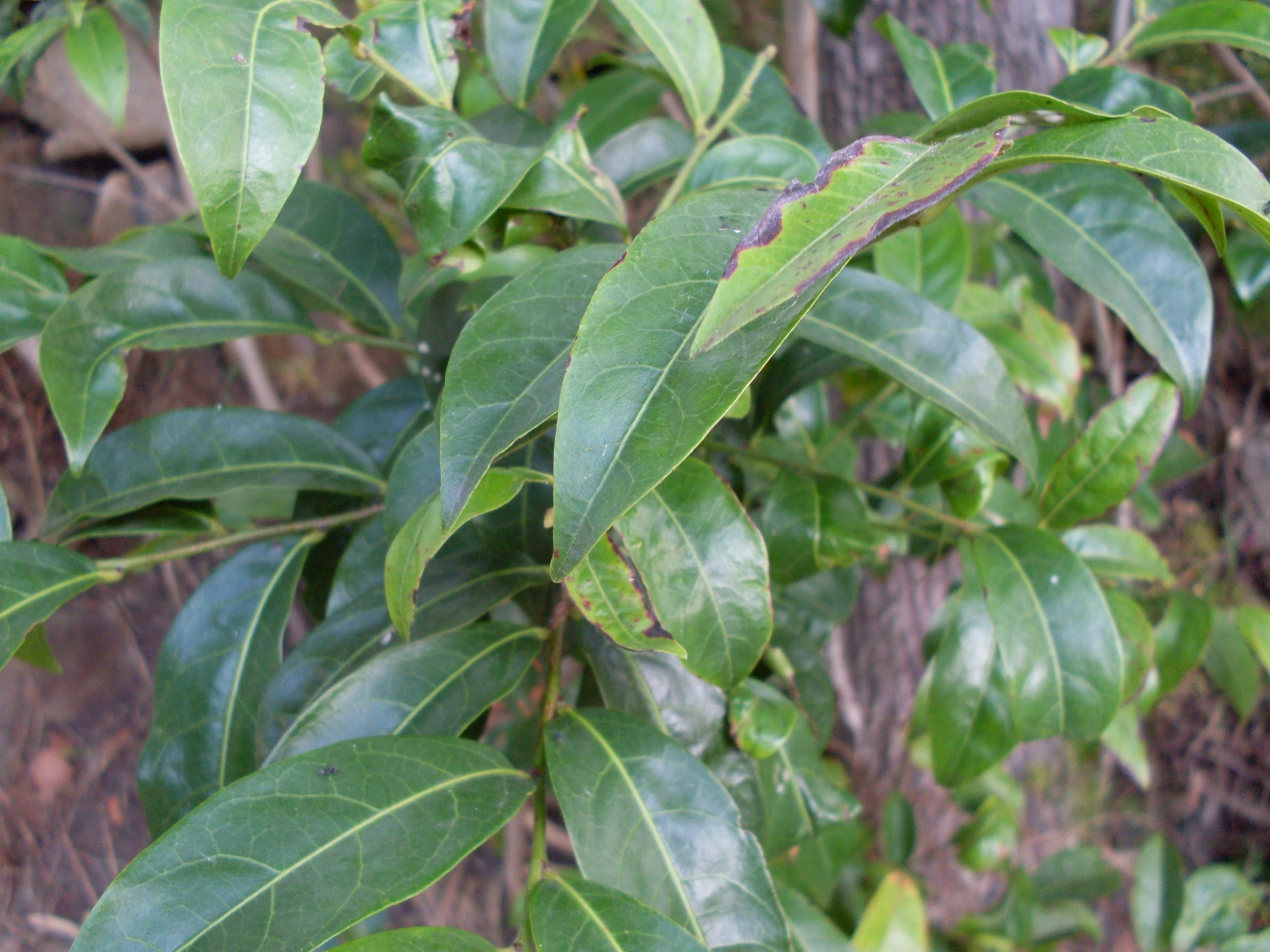 there is green leaves and a bush with some purple flowers