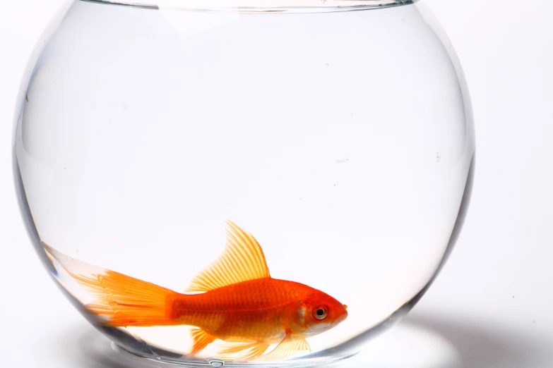 an orange fish is sitting in a clear aquarium