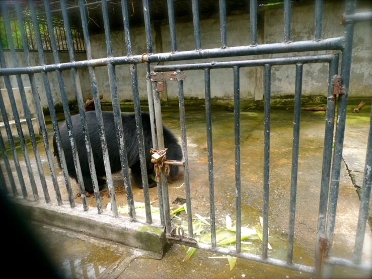 an animal behind bars is in the water at the zoo