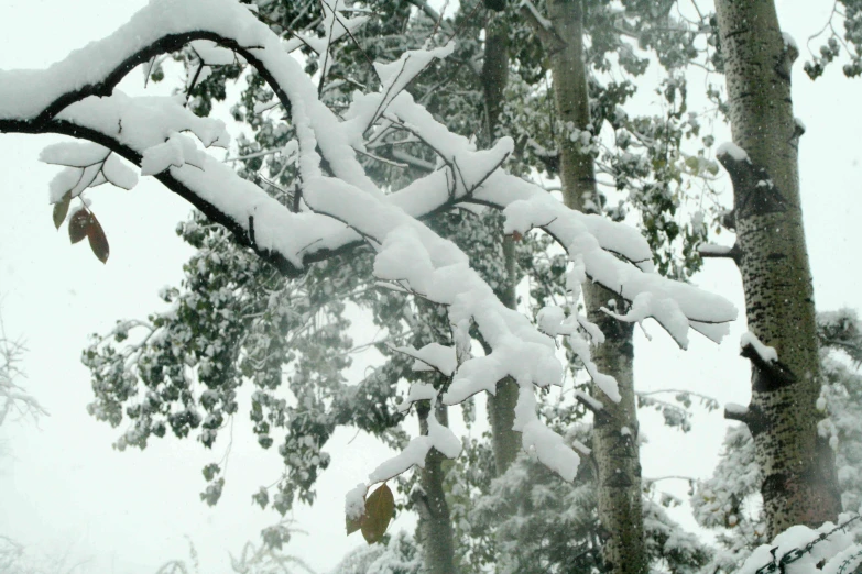 snow covered nches and pine trees on a snowy day