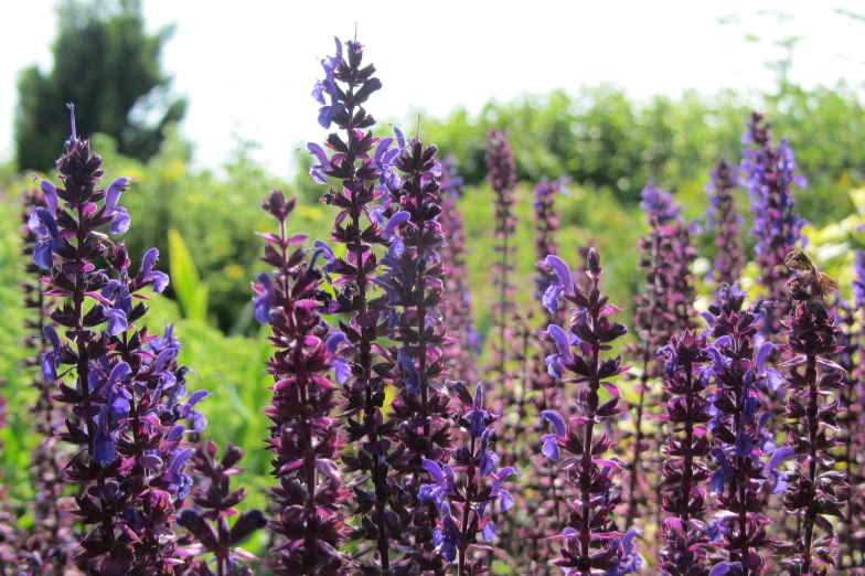 purple flowers blooming in the middle of a field