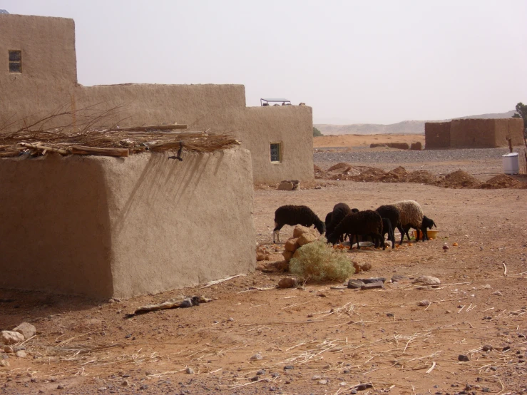 cows graze on the desert near a mud building