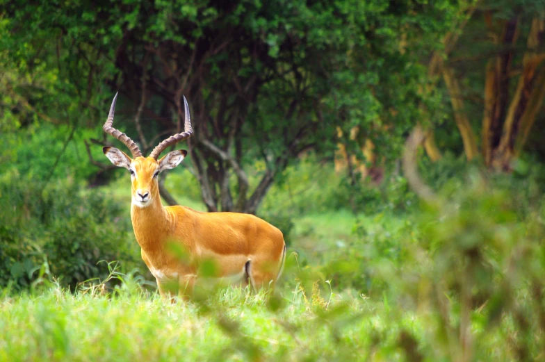 a deer in the midst of some green grass