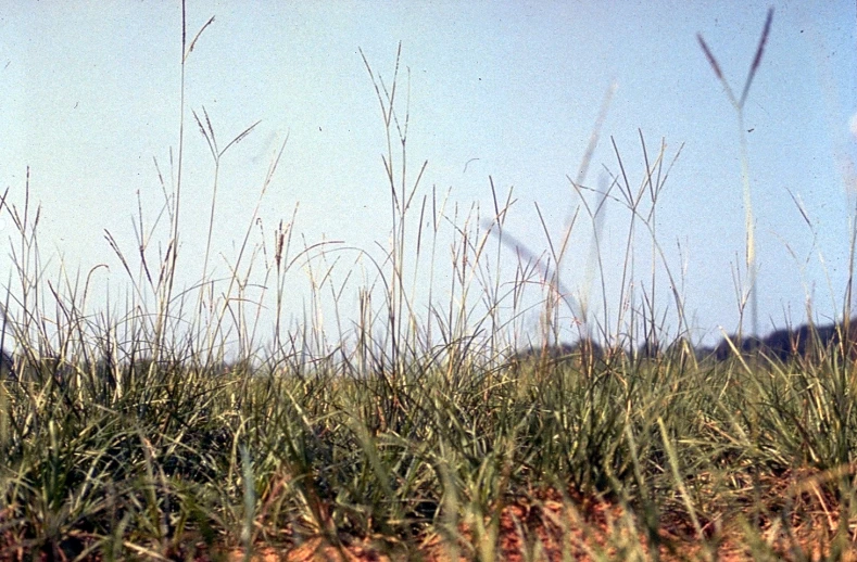 a bird standing in the middle of tall grass