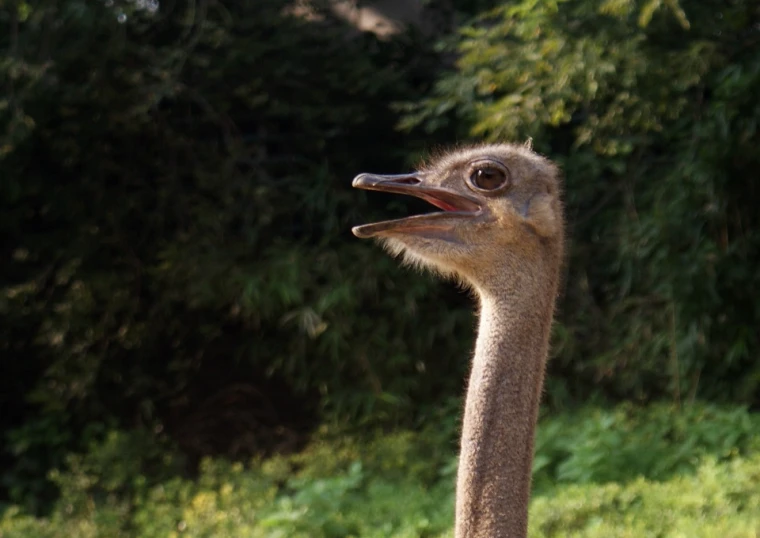 an emu looks at the camera with his head turned