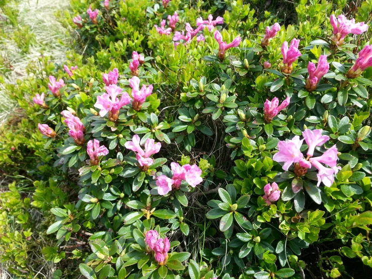 flowers are growing on the bush outside of the building