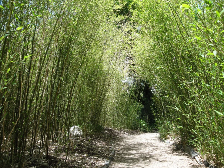 a path made out of nches and grass